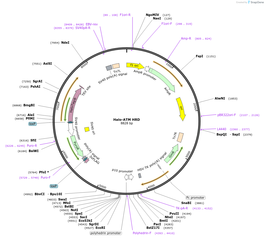 207085-plasmid-map-sequence-id-431785