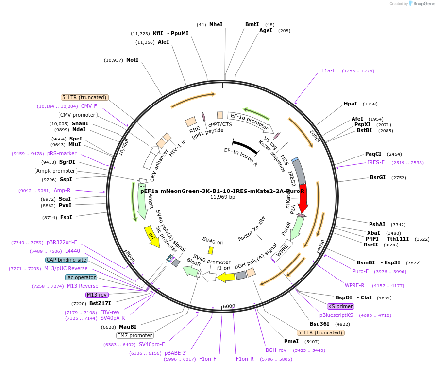 215377-plasmid-map-sequence-id-431786