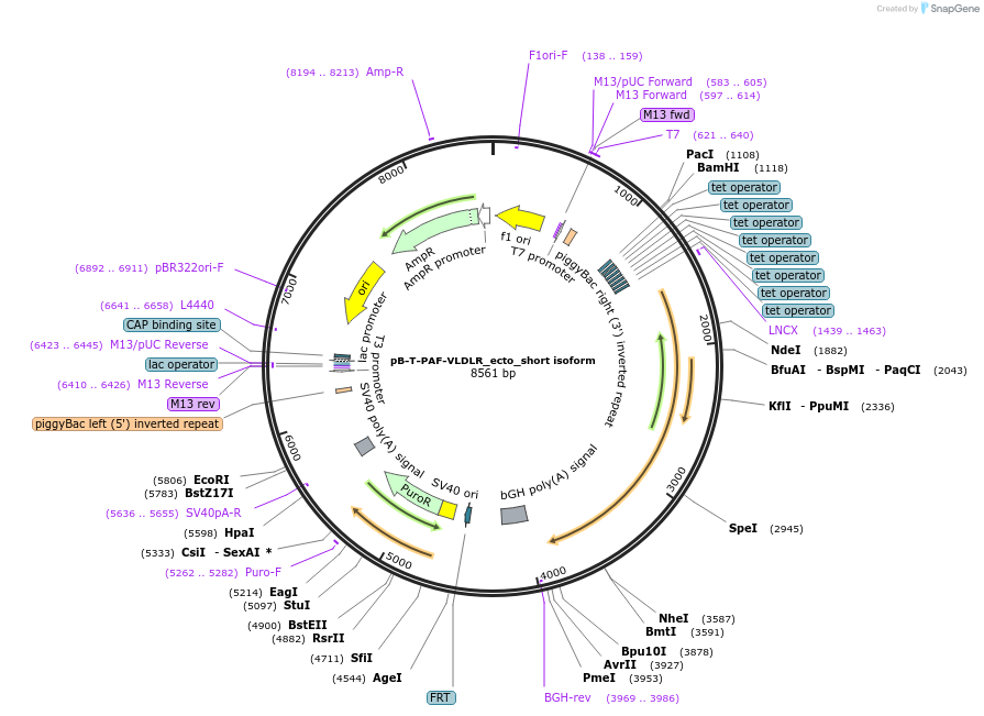 215395-plasmid-map-sequence-id-431788