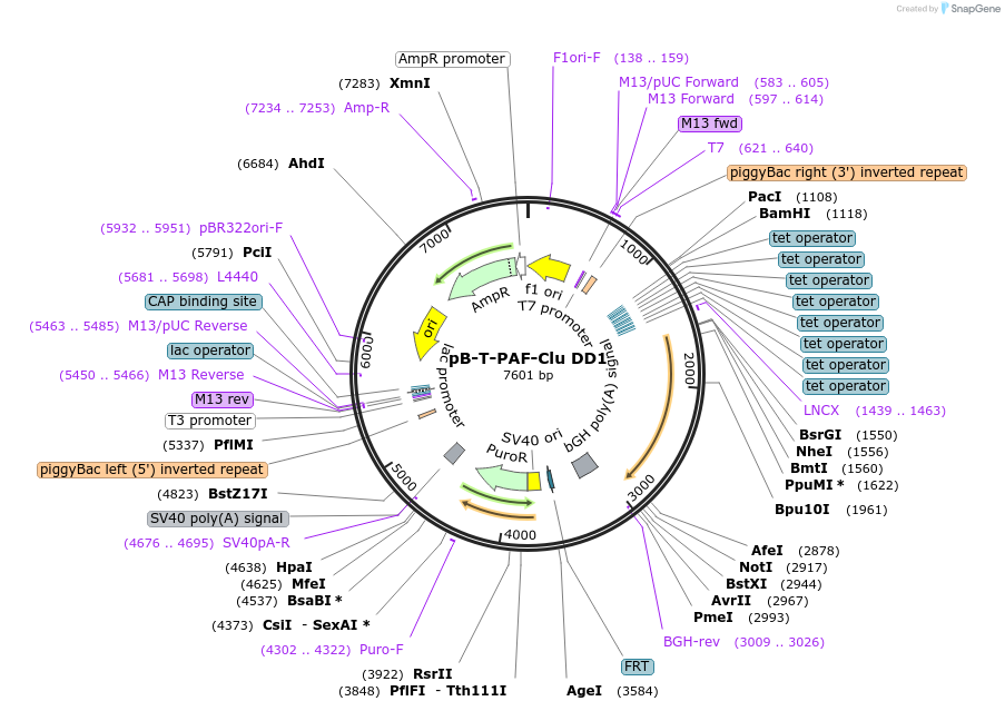215390-plasmid-map-sequence-id-431790