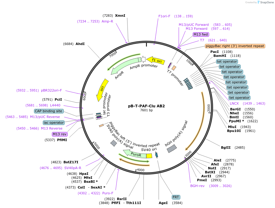 215394-plasmid-map-sequence-id-431812