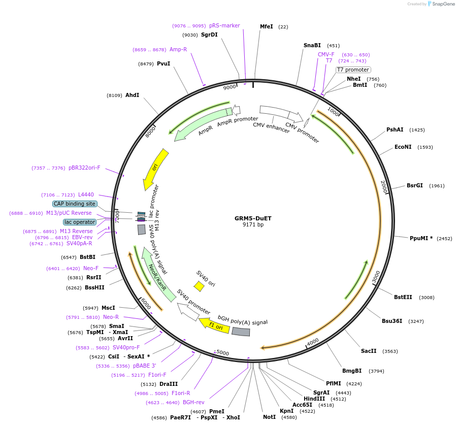 213303-plasmid-map-sequence-id-431813