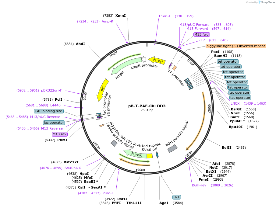 215392-plasmid-map-sequence-id-431818