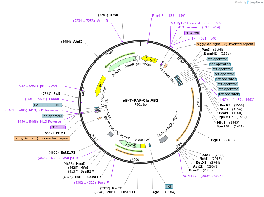 215393-plasmid-map-sequence-id-431821