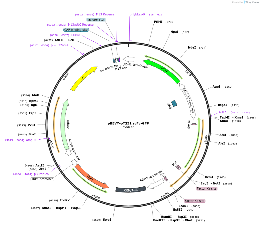 218827-plasmid-map-sequence-id-431847