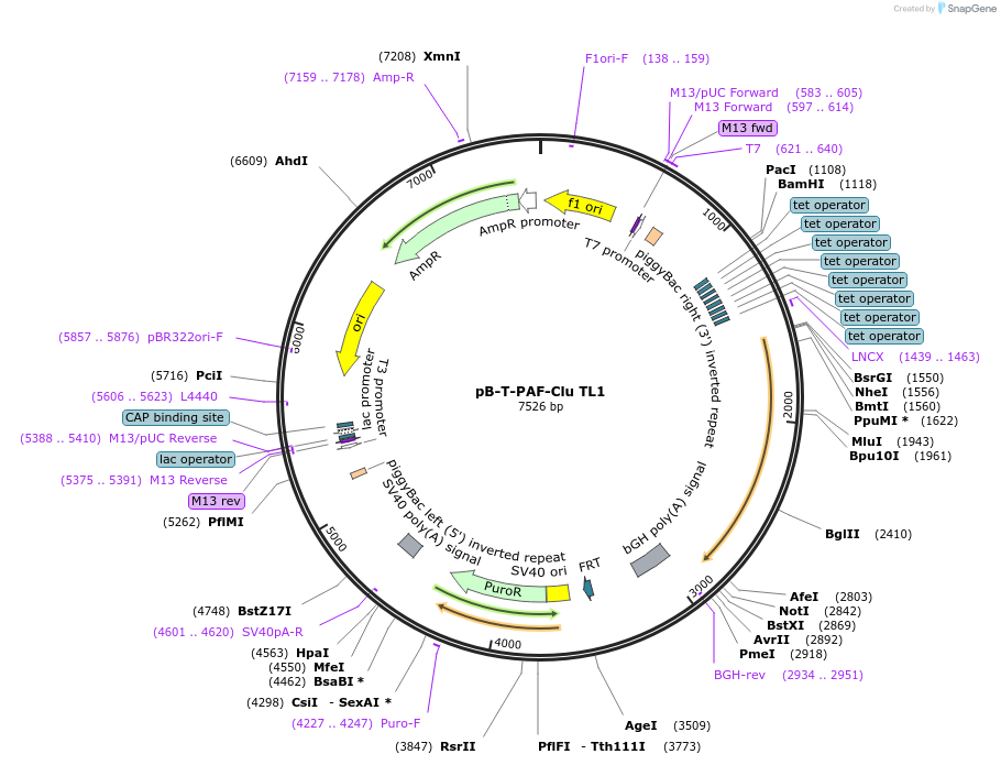 215381-plasmid-map-sequence-id-431849