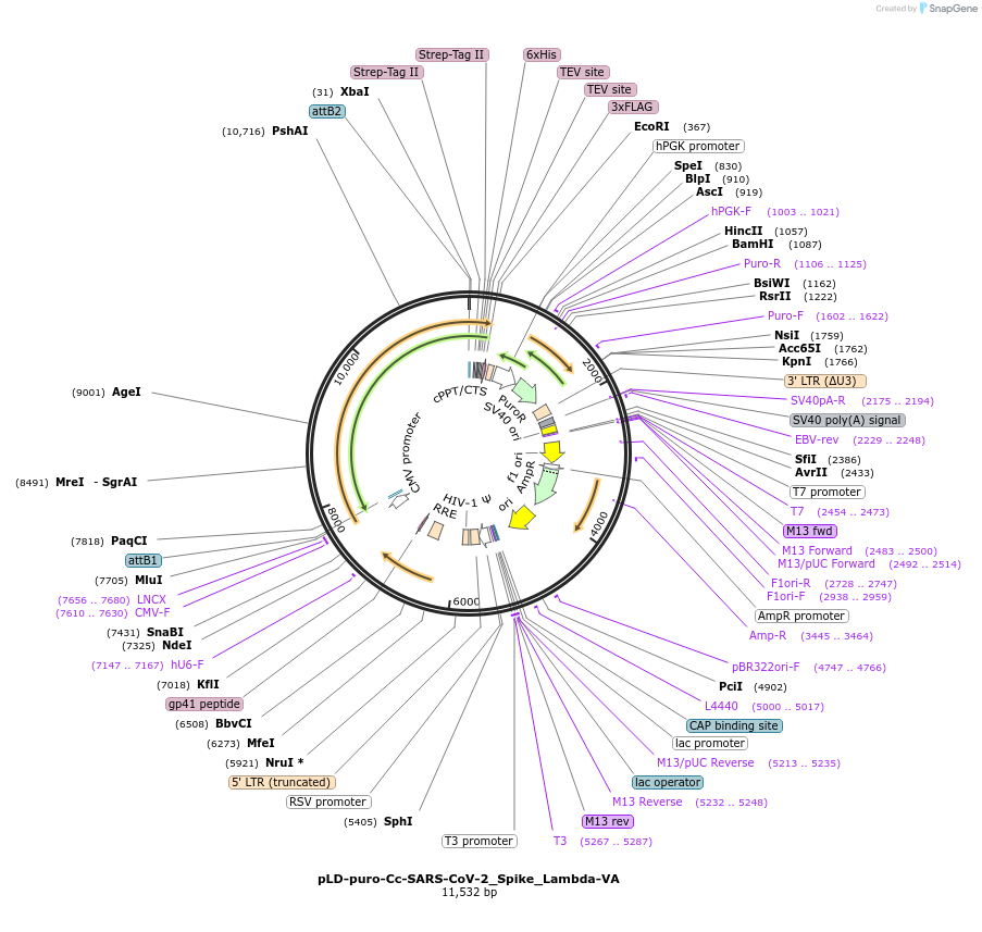 191220-plasmid-map-sequence-id-431854