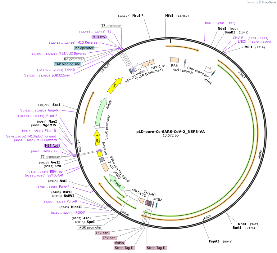 191214-plasmid-map-sequence-id-431857