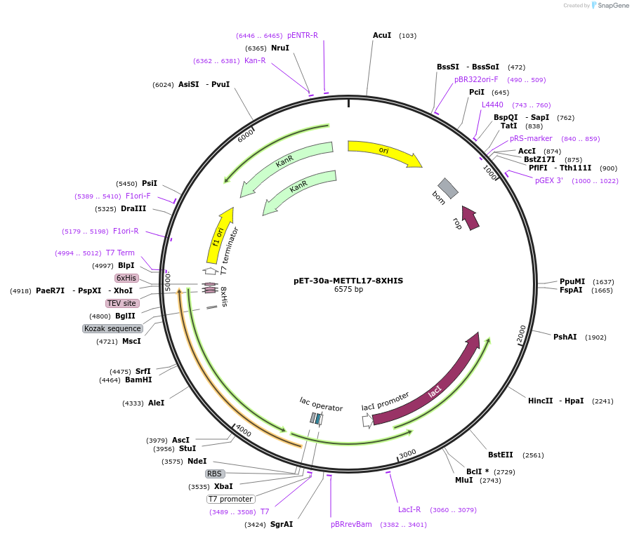 215705-plasmid-map-sequence-id-431864