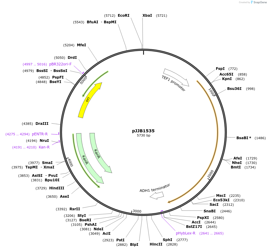 218613-plasmid-map-sequence-id-431871