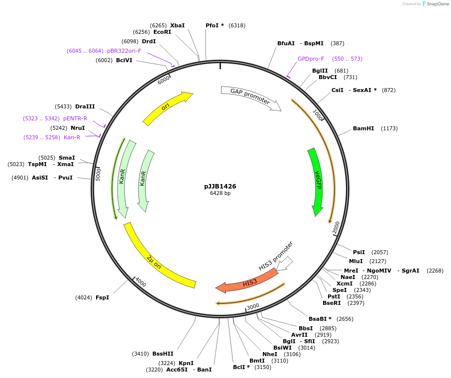 218622-plasmid-map-sequence-id-431872