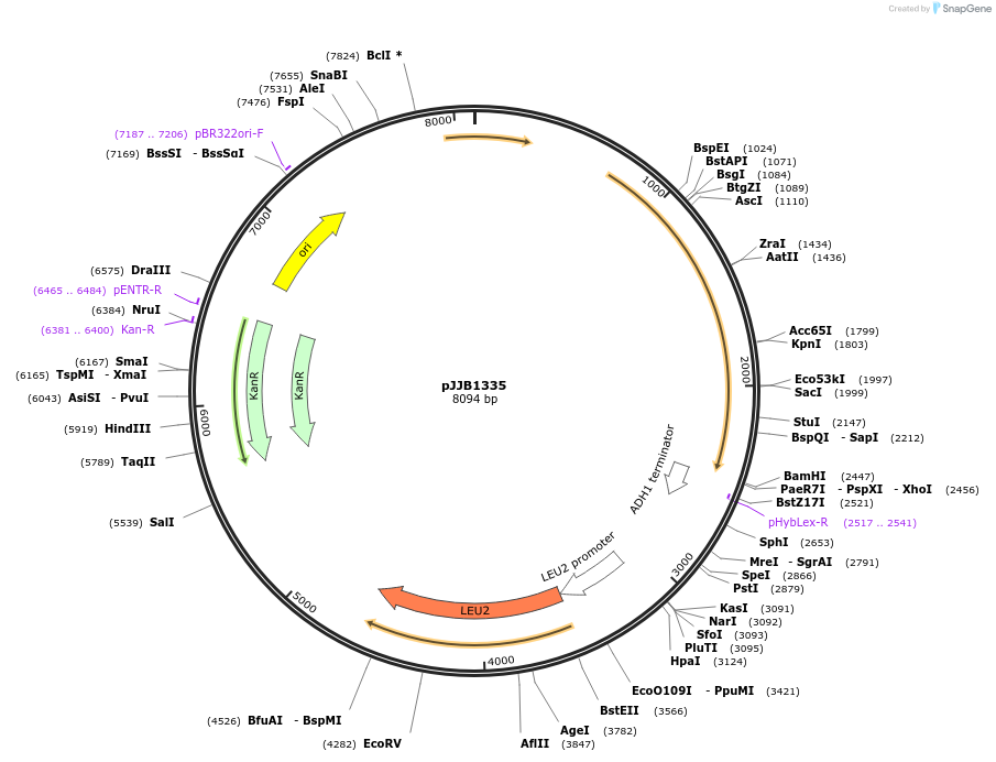 218607-plasmid-map-sequence-id-431874