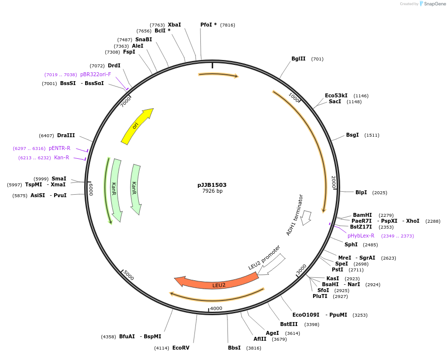 218610-plasmid-map-sequence-id-431876