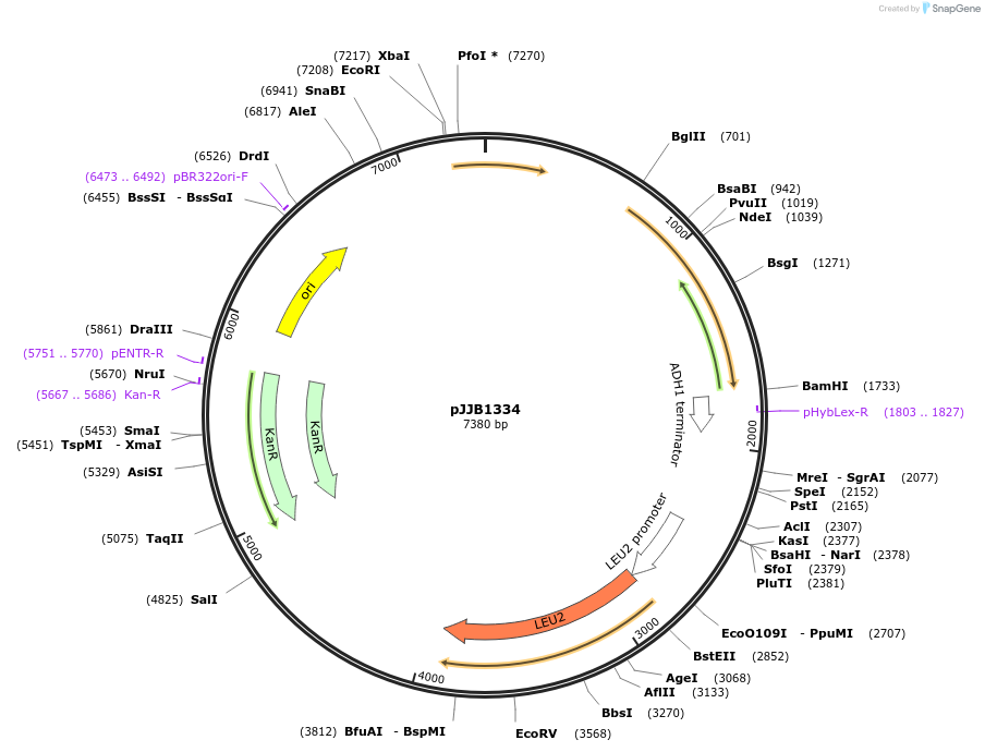 218606-plasmid-map-sequence-id-431877