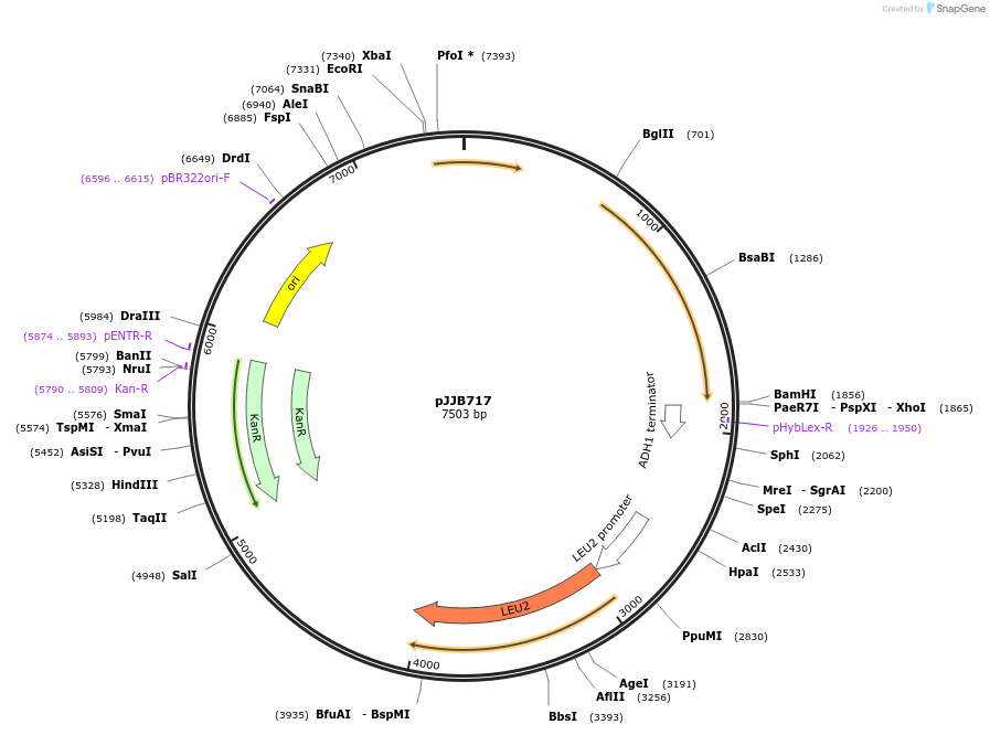 218601-plasmid-map-sequence-id-431879