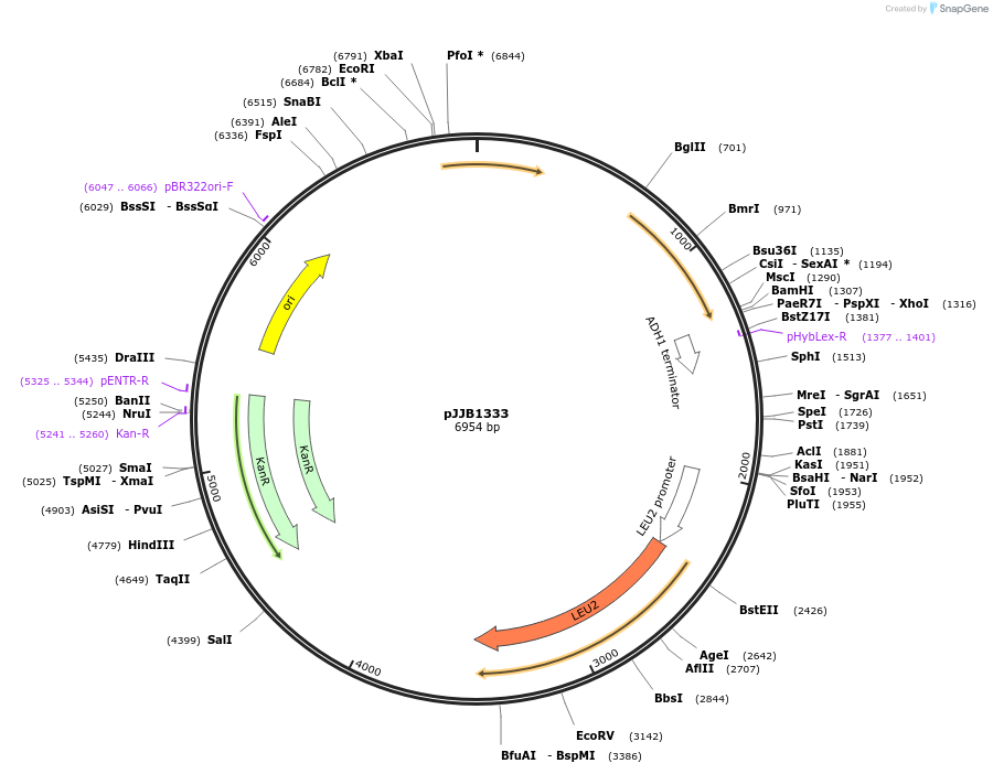 218605-plasmid-map-sequence-id-431880