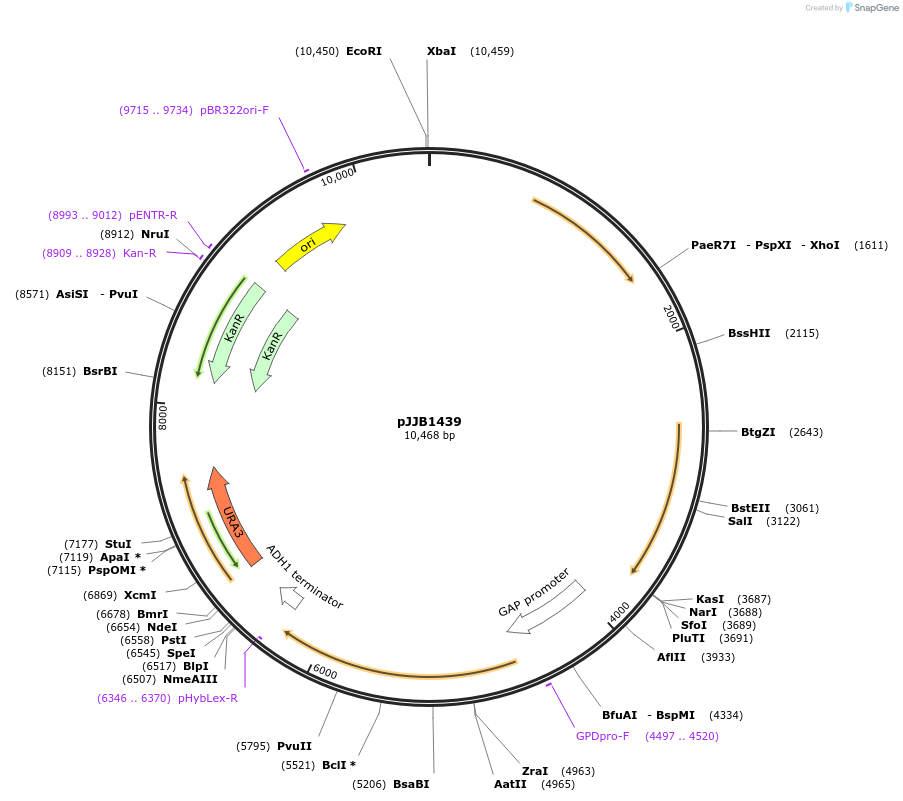 218589-plasmid-map-sequence-id-431883