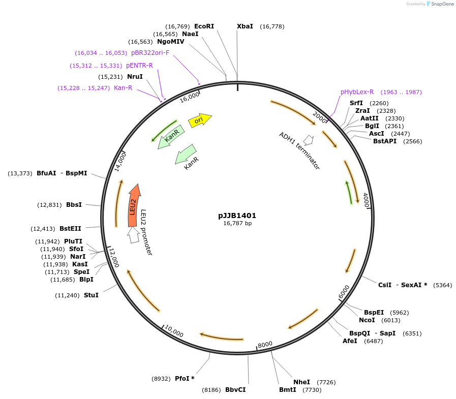 218615-plasmid-map-sequence-id-431887