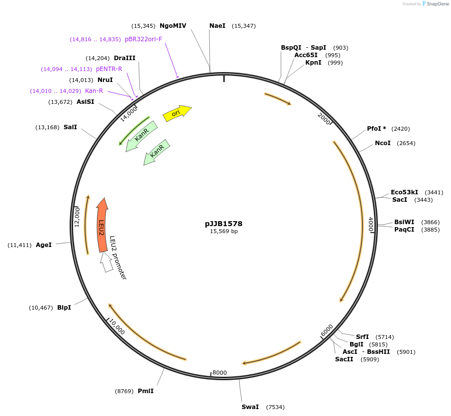 218620-plasmid-map-sequence-id-431889