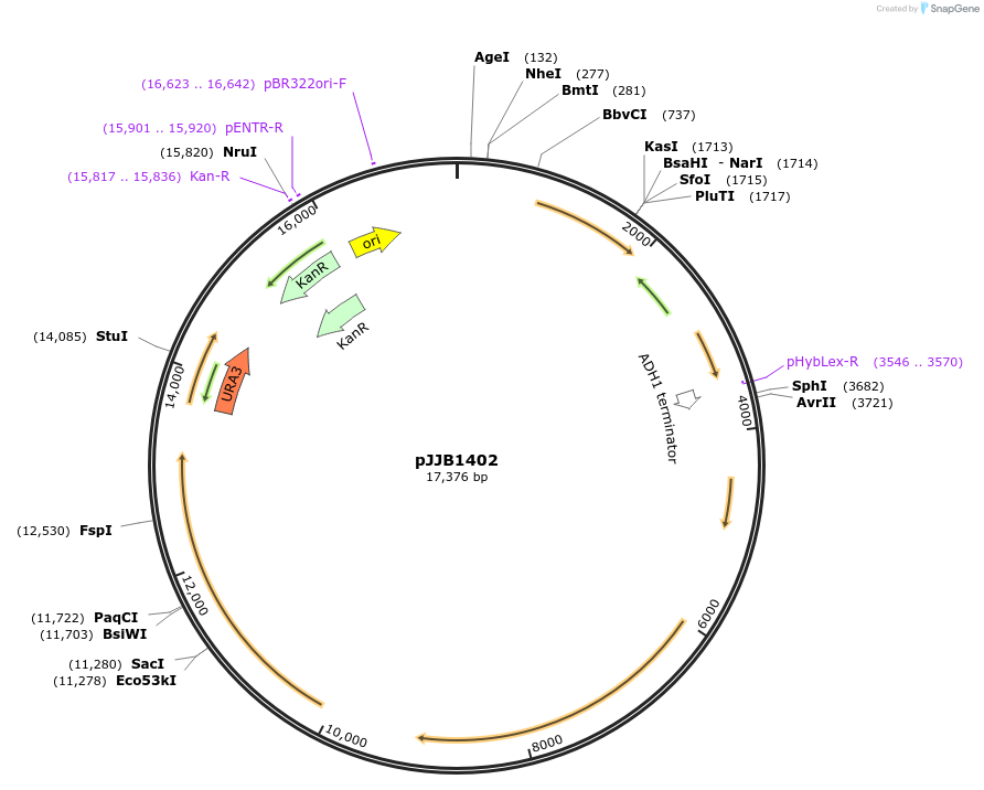 218616-plasmid-map-sequence-id-431890