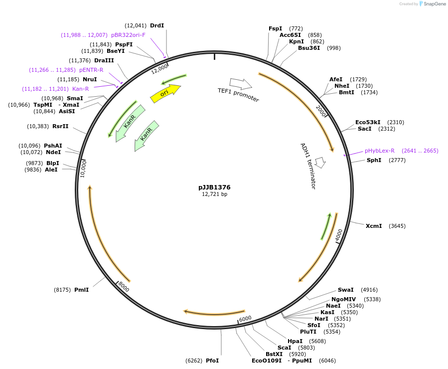 218618-plasmid-map-sequence-id-431891