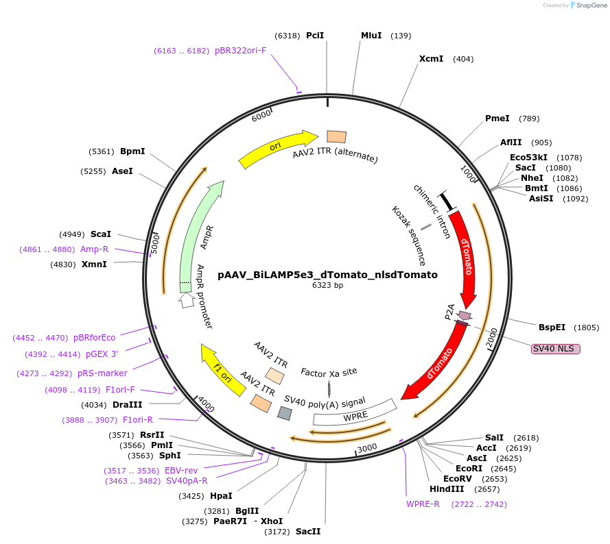 218792-plasmid-map-sequence-id-431893