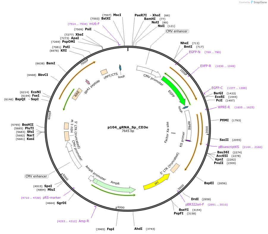 213780-plasmid-map-sequence-id-431901