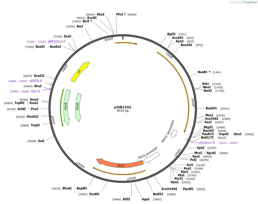 218604-plasmid-map-sequence-id-431906