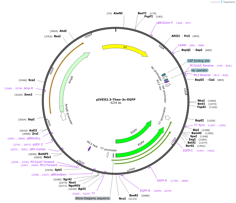 217526-plasmid-map-sequence-id-431908