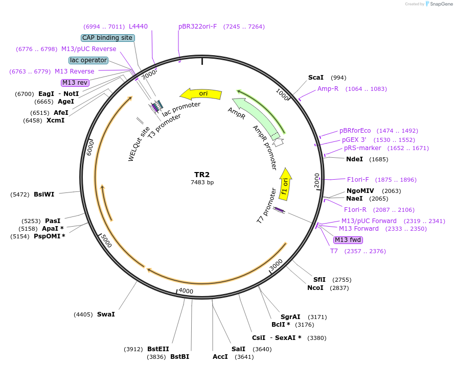 218403-plasmid-map-sequence-id-431922