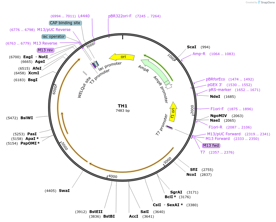 218405-plasmid-map-sequence-id-431924