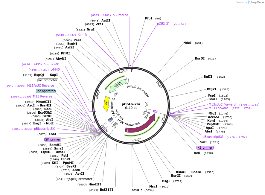 214199-plasmid-map-sequence-id-431928
