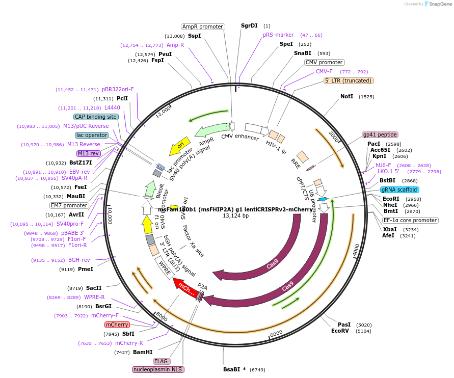 218654-plasmid-map-sequence-id-431935