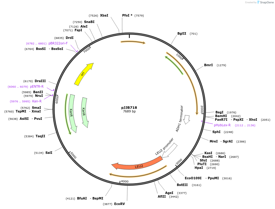 218602-plasmid-map-sequence-id-431938