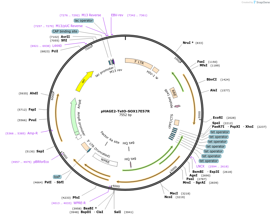 216190-plasmid-map-sequence-id-431939