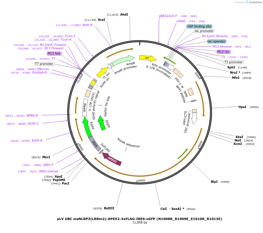218635-plasmid-map-sequence-id-431947