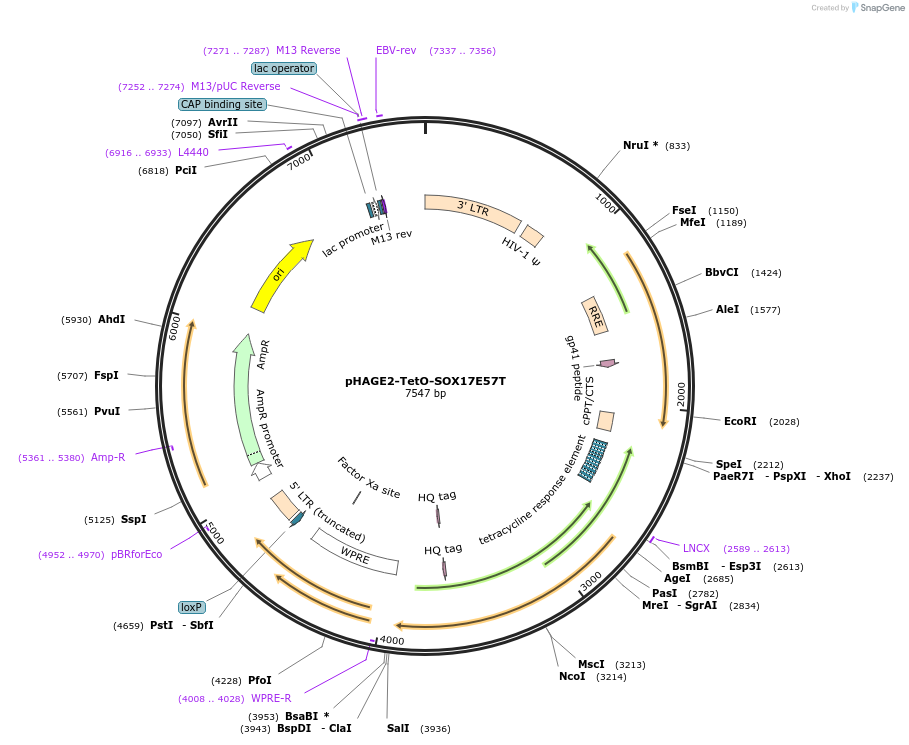 216192-plasmid-map-sequence-id-431955