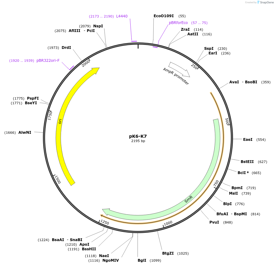218223-plasmid-map-sequence-id-431979