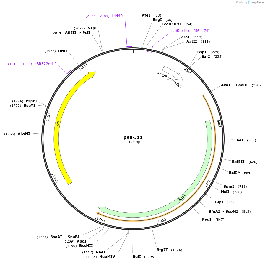 218227-plasmid-map-sequence-id-431982