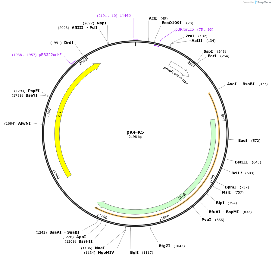 218222-plasmid-map-sequence-id-431983