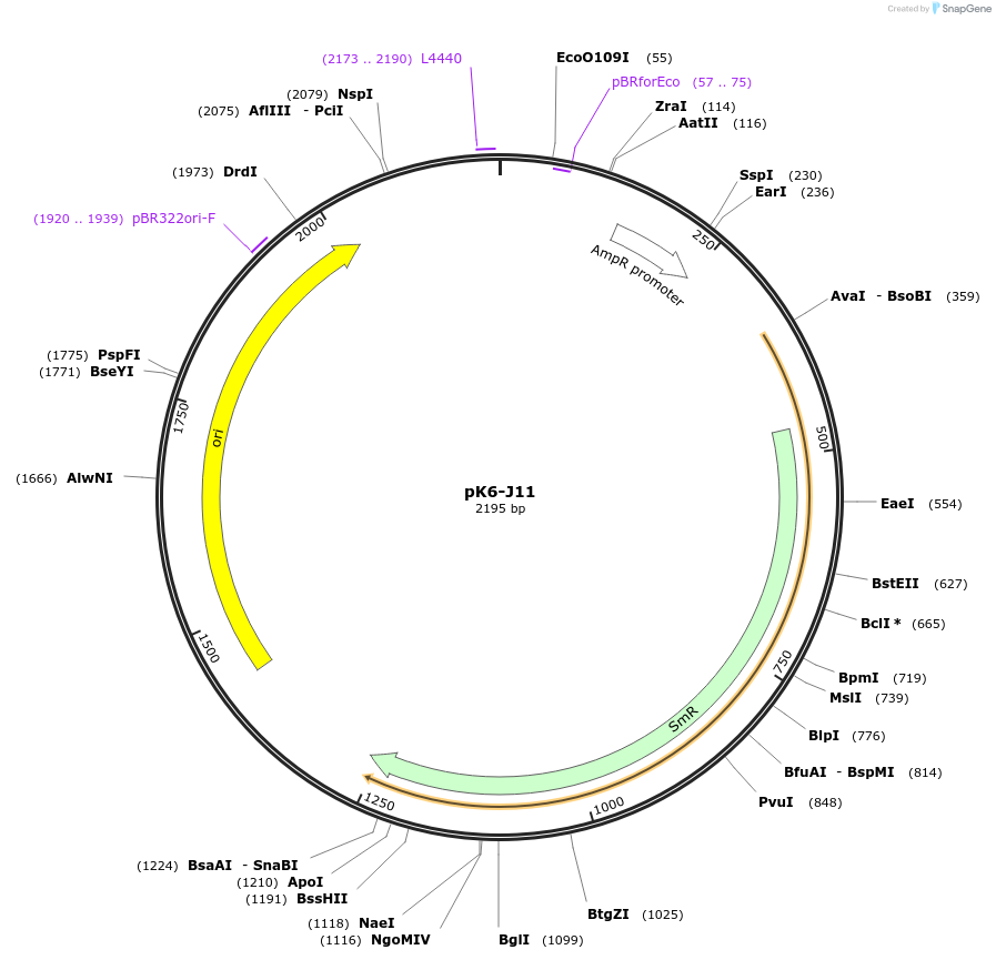 218226-plasmid-map-sequence-id-431985
