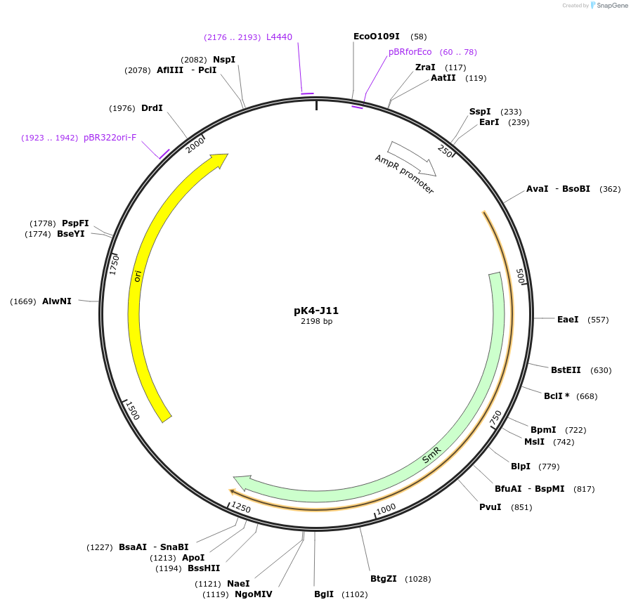218225-plasmid-map-sequence-id-431986