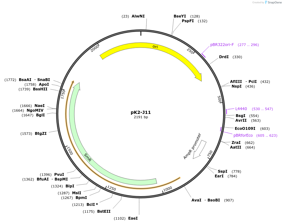 218224-plasmid-map-sequence-id-431992
