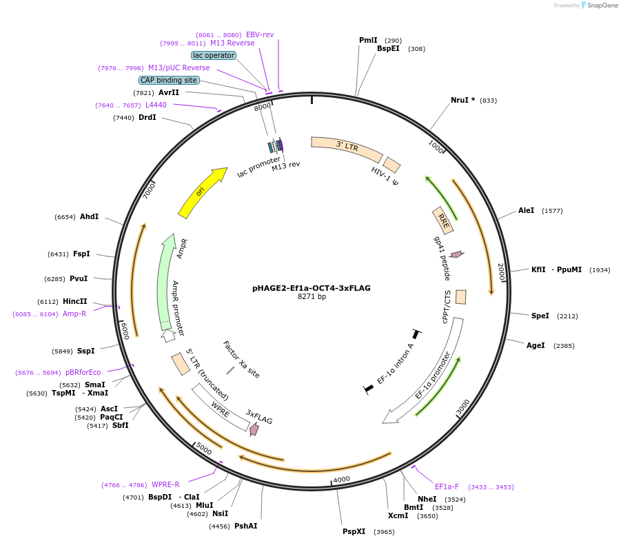 216196-plasmid-map-sequence-id-432004
