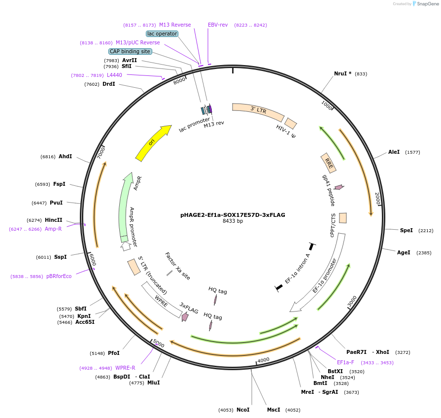 216199-plasmid-map-sequence-id-432007