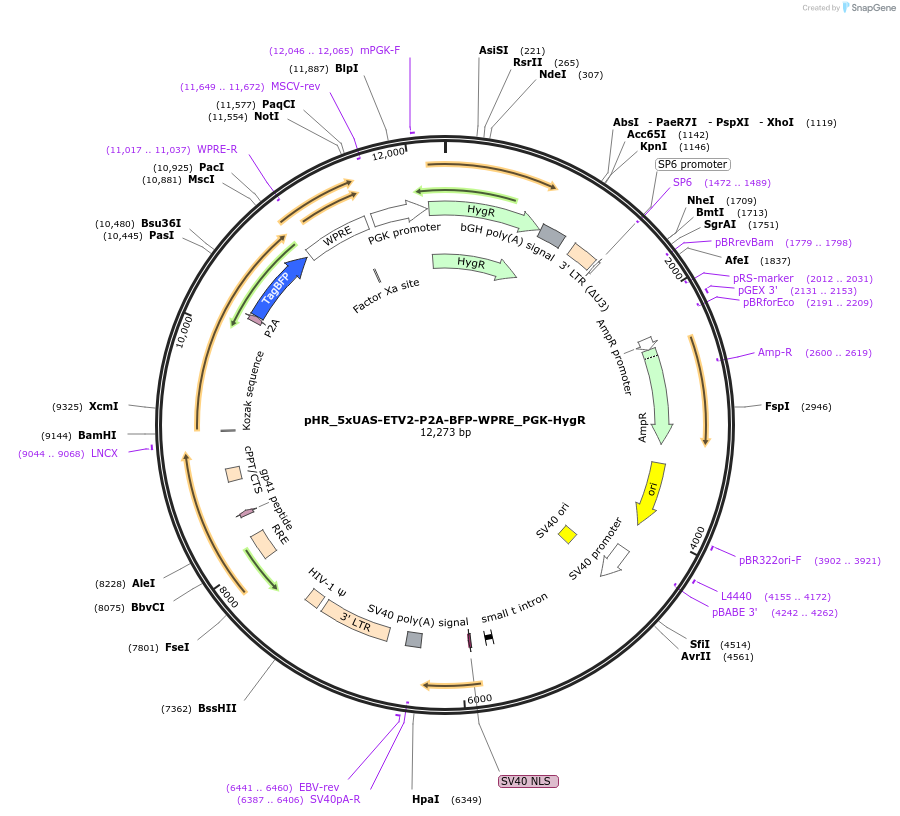 216664-plasmid-map-sequence-id-432192