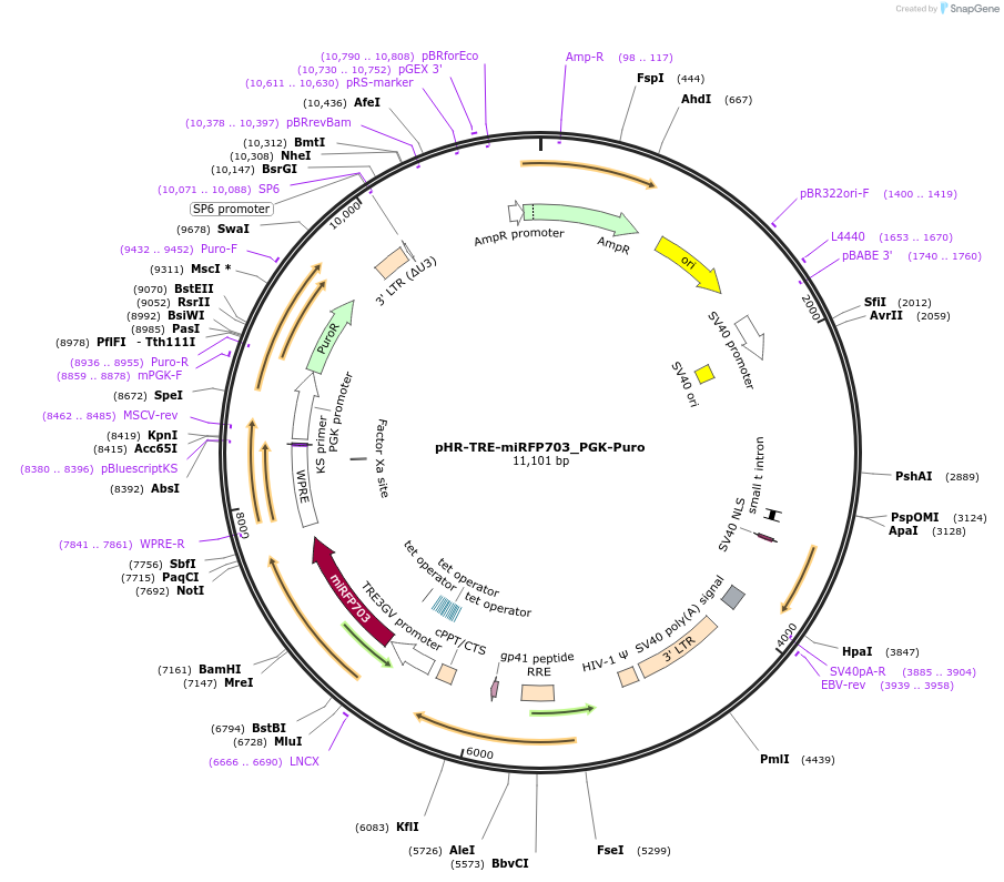 216667-plasmid-map-sequence-id-432197