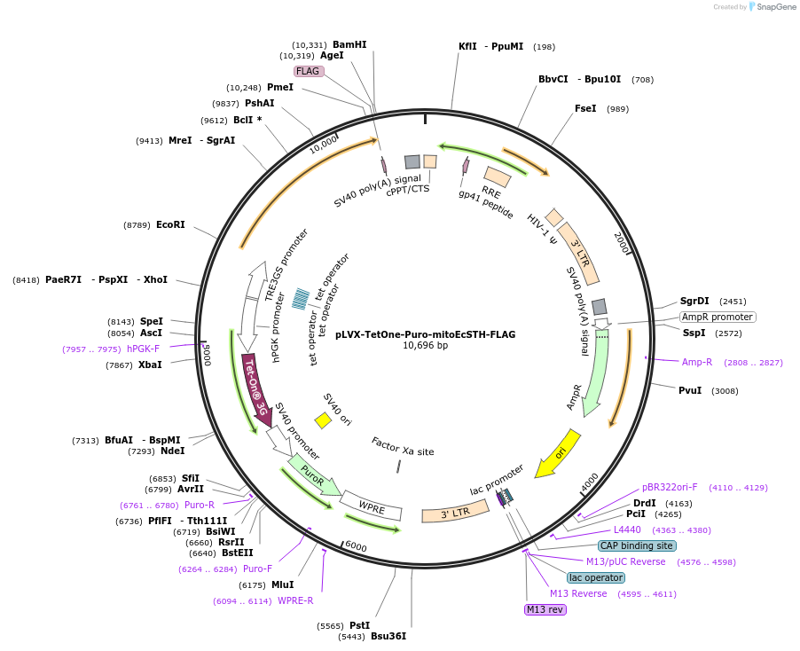 218629-plasmid-map-sequence-id-432199