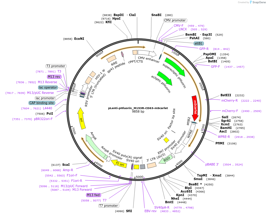 172118-plasmid-map-sequence-id-432203