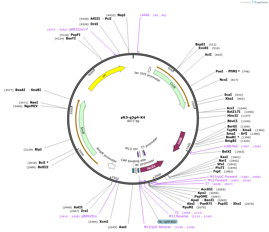 218218-plasmid-map-sequence-id-432228